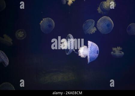 Méduses bleues provenant d'un aquarium d'eau salée Banque D'Images