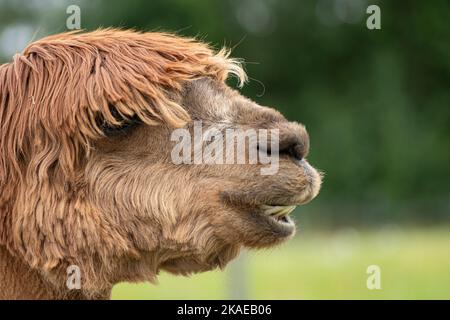 Portrait de gros plan d'alpaca d'un côté Banque D'Images