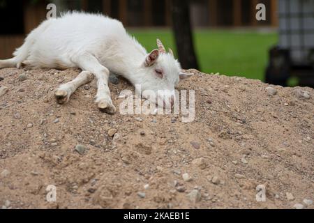 Petite chèvre blanche couché sur une pile de sable Banque D'Images