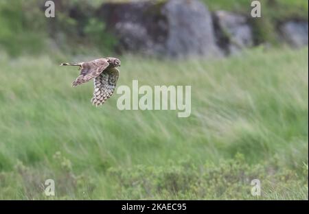 Femelle Hen Harrier en vol sur l'île de Mull, elle chasse près du Loch Scridain et remarqua qu'elle avait un lézard commun dans ses talons. Banque D'Images