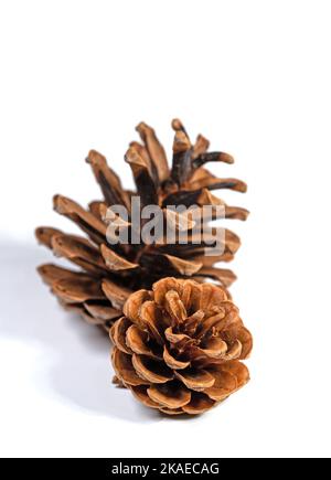 Des cônes de pin sur fond blanc en gros plan Banque D'Images