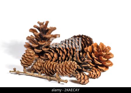 Cônes d'épicéa, cônes de mélèze et cônes de pin sur fond blanc Banque D'Images