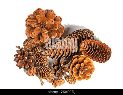 Cônes d'épicéa, cônes de mélèze et cônes de pin sur fond blanc Banque D'Images