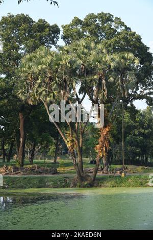 Hyphaene thebaica ou Doum Palm (par erreur Doom Palm), également appelé Gingerbread Tree of Tropical Africa au jardin botanique indien de l'AJC Bose, Howrah, Banque D'Images