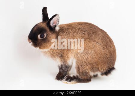 Lapin nain des pays-Bas isolé sur fond blanc Banque D'Images