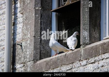 Un gros plan de deux pigeons blancs perchés sur un rebord de fenêtre contre une cage Banque D'Images