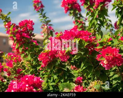Un gros plan de belles fleurs roses de Bougainvillea glabra (fleurs de papier) qui poussent dans le parc par temps ensoleillé Banque D'Images