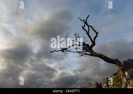 Un arbre isolé pousse sur des roches calcaires, près du village d'Arncliffe, à Littondale, dans le Yorkshire du Nord Banque D'Images