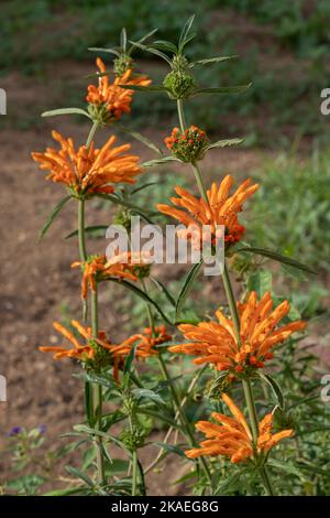 Vue rapprochée de la leonotis d'orange vif leonurus aka queue de lion ou de la dagga sauvage en plein soleil sur fond naturel Banque D'Images