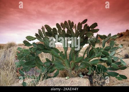 Australie. Territoire du Nord. Plante de cactus de poire en velours. Opuntia tomentosa. Banque D'Images