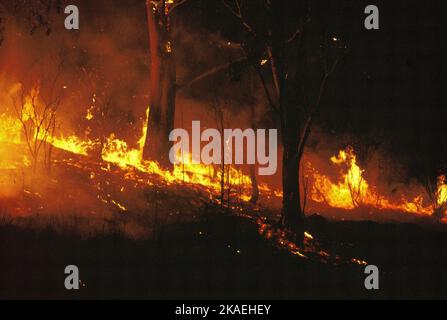 Australie. Nouvelle-Galles du Sud. Feu de Bush. Banque D'Images