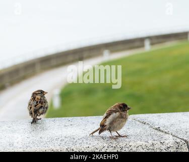 Un gros plan de deux moineaux reposant sur un mur de béton dans un parc avec une route en arrière-plan Banque D'Images