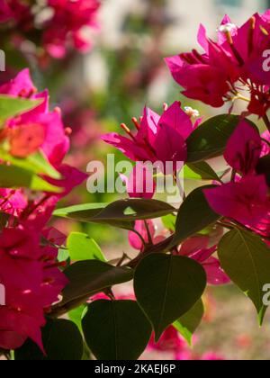 Gros plan vertical de belles fleurs roses bougainvilliers glabra (fleurs de papier) qui poussent dans le parc par temps ensoleillé Banque D'Images