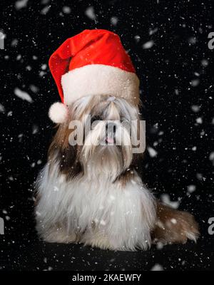 shih tzu devant un fond noir Banque D'Images