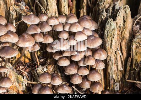 Champignons sur un tronc d'arbre - Bonnet en grappe (Mycena inclinata) Banque D'Images