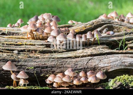 Champignons sur un tronc d'arbre - Bonnet en grappe (Mycena inclinata) Banque D'Images