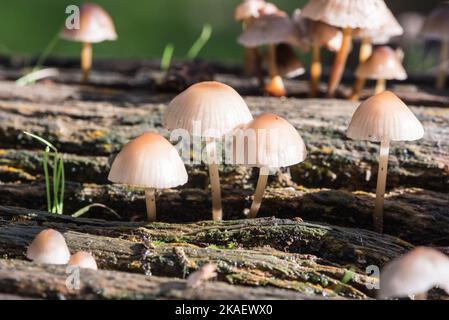 Champignons sur un tronc d'arbre - Bonnet en grappe (Mycena inclinata) Banque D'Images