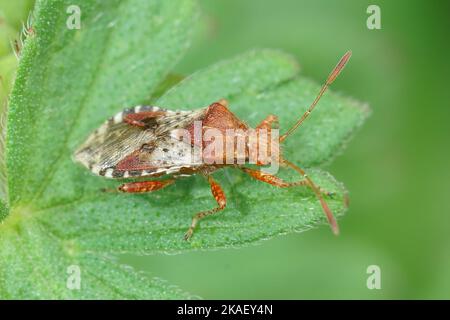 Gros plan naturel sur la plantbug de couleur orange de Rhopalus subrufus dans le jardin Banque D'Images