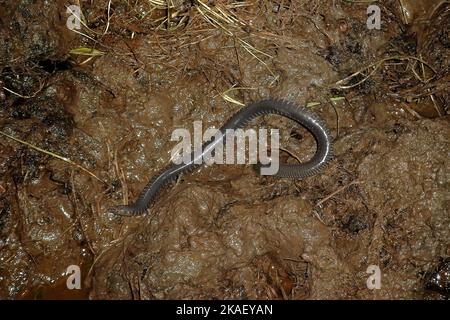 Gros plan sur un caecilian africain amphibien rarement photograhpé, Geotrypetes seraphinii dans un sol boueux Banque D'Images