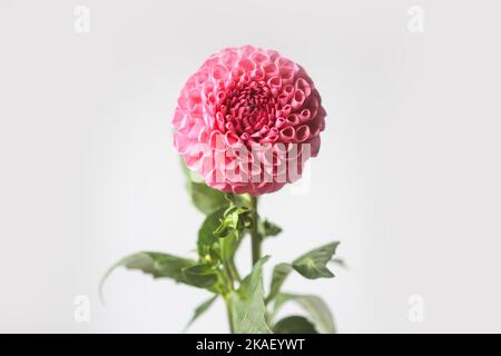 Belle fleur de dahlia rose. Belle floraison de plantes en été. Banque D'Images