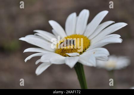 Guêpe sur une Marguerite Banque D'Images