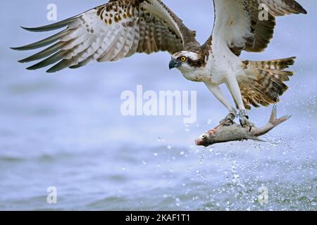 L'osproie occidentale (Pandion haliatus) volant au-dessus du lac avec des poissons capturés dans ses talons / griffes Banque D'Images