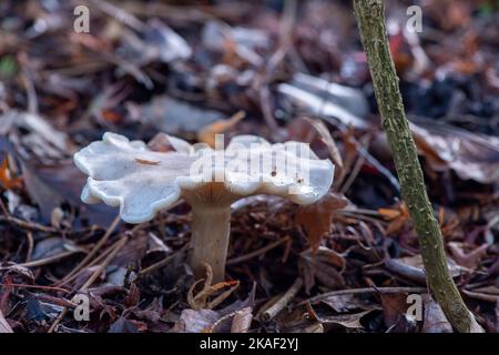 Stoke Poges, Buckinghamshire, Royaume-Uni. 2nd novembre 2022. Champignons automnaux. C'était aujourd'hui une journée plus froide dans les jardins du Mémorial de Stoke Poges, car les températures ont chuté depuis les sommets du week-end. Les jardins sont cependant pleins de belles couleurs automnales. Crédit : Maureen McLean/Alay Live News Banque D'Images