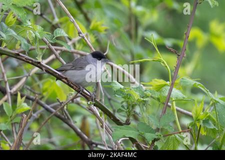 Perching mâle tête noire eurasienne ou Sylvia atricapilla Banque D'Images