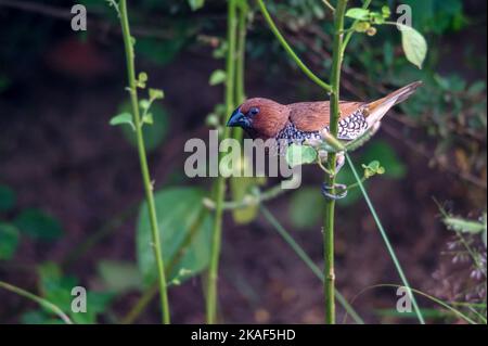 Munia à poitrine squameuse ou munia tachetée ou Lonchura punctulata Banque D'Images