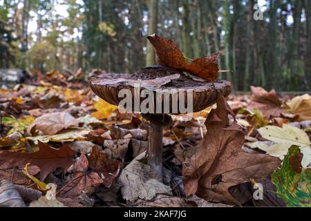 Gros plan du champignon lamélaire non comestible parmi les feuilles mortes dans une forêt pendant l'automne en Pologne Banque D'Images