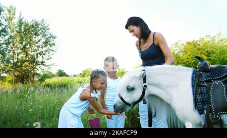 Les enfants, un garçon et une fille de sept ans, nourris d'un poney blanc, donnent pour manger des carottes. Bonnes vacances en famille. À l'extérieur, en été, près de la forêt. Photo de haute qualité Banque D'Images