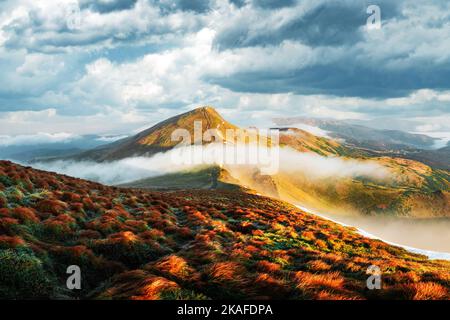 L'herbe d'orange tremble dans le vent dans les montagnes d'automne au lever du soleil. Une brume douce traverse les sommets de montagne. Carpathian montagnes, Ukraine. Photographie de paysage Banque D'Images