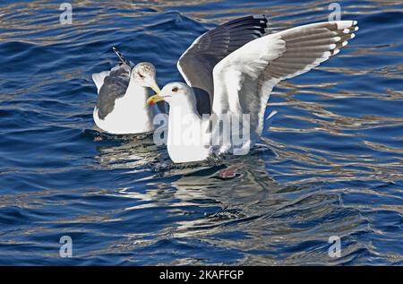 Un couple de goélands communs flottant sur l'eau tranquille, l'un d'eux agite ses ailes Banque D'Images