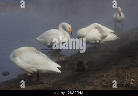 Belle photo de cygnes whooper et de canards sauvages debout et reposant sur un lac boueux le long d'une journée de brouillard Banque D'Images