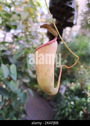 Un cliché vertical d'une plante de pichet tropicale pendante (Nepenthes) accrochée sur un arrière-plan flou Banque D'Images