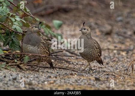 Une photo de mise au point peu profonde de deux adorables oiseaux de caille de Californie sur le sol par temps pluvieux Banque D'Images