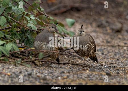 Une photo de mise au point peu profonde de deux adorables oiseaux de caille de Californie sur le sol par temps pluvieux Banque D'Images