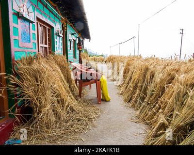 Pousses de blé séchant sur une maison à Kala Agar village, Kumaon Hills, Uttarakhand, Inde Banque D'Images