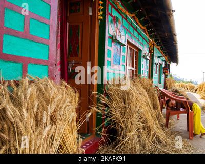 Pousses de blé séchant sur une maison à Kala Agar village, Kumaon Hills, Uttarakhand, Inde Banque D'Images