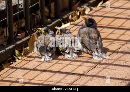 Trois jeunes Australiens Noisy Miners (Manorina melanocephala) attendent en file d'attente pour que les parents les nourrissent à Sydney, Nouvelle-Galles du Sud, Australie (photo de Tara Chand Banque D'Images