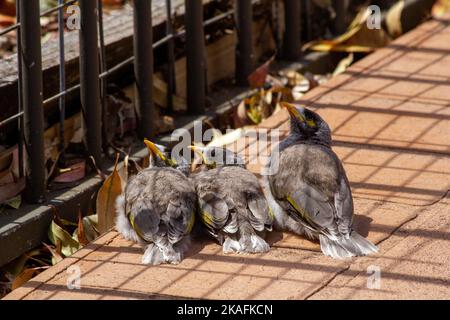 Trois jeunes Australiens Noisy Miners (Manorina melanocephala) attendent en file d'attente pour que les parents les nourrissent à Sydney, Nouvelle-Galles du Sud, Australie (photo de Tara Chand Banque D'Images