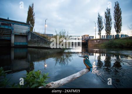 kingfisher commun assis devant le barrage sur une rivière réglementée Banque D'Images