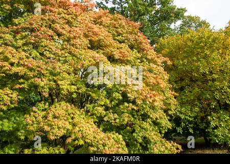 Gros plan des feuilles d'automne sur un érable japonais (acer japonica) Banque D'Images