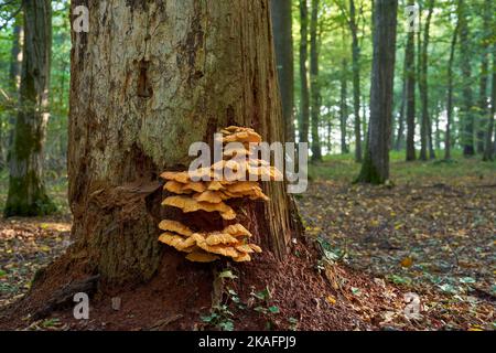 Polypore de soufre sur le tronc de l'arbre (Laetiporus sulfureus) Banque D'Images