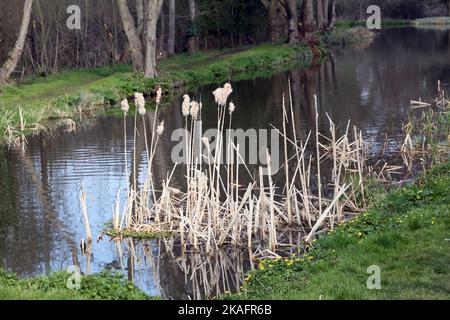 Les boulrouneurs dans la rivière du début du printemps navigation de la rivière surrey angleterre Banque D'Images