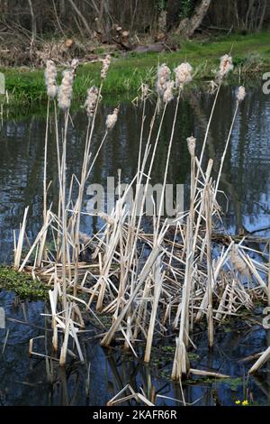 Les boulrouneurs dans la rivière du début du printemps navigation de la rivière surrey angleterre Banque D'Images