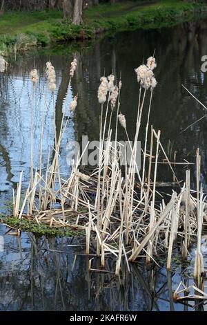 Les boulrouneurs dans la rivière du début du printemps navigation de la rivière surrey angleterre Banque D'Images