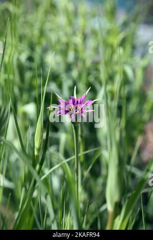 Plante comestible Purple Salsify Banque D'Images