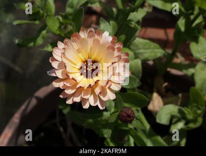 Pot Marigold (Calendula officinalis) Banque D'Images