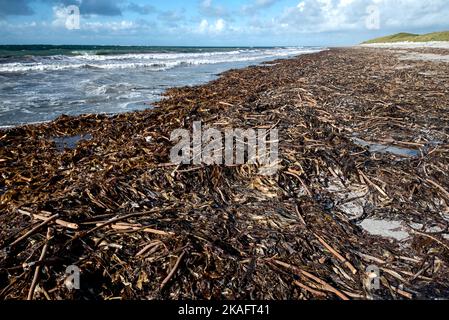 Une grande quantité de varech a été lavée sur la plage de South Uist dans les Hébrides extérieures, en Écosse, au Royaume-Uni. Banque D'Images